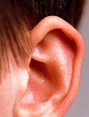 The ear pinna of a young boy