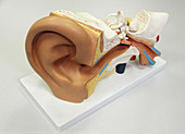 Human ear