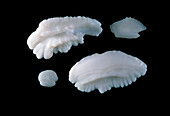 Macrophoto of fish otoliths from bird's stomach