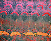 F/col SEM of hair cells on organ of Corti