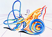 Artwork of inner ear