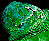 Coloured SEM of a fungiform papilla of the tongue
