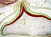 Developing tooth,light micrograph
