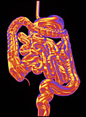 Computer art showing the healthy digestive system