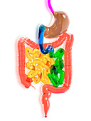 Digestive system,artwork