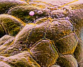 False-colour SEM of epithelium of the stomach wall