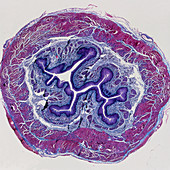 LM of a cross-section through the human oesophagus