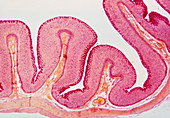 LM of a section through the stomach wall