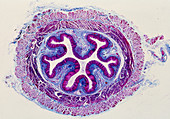 LM of a cross-section through the human oesophagus