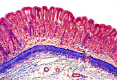 Stomach lining,light micrograph