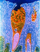False-colour TEM of a duodenal goblet cell