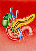 Illustration of duodenum,pancreas & gall bladder