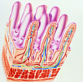 Artwork showing structure of small intestine villi