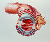 Cutaway artwork of layers of the small intestine