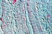 Intestinal cells,light micrograph