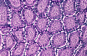Small intestine,light micrograph