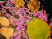 False-colour TEM of a human hepatocyte