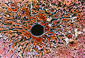 False-colour SEM of central vein in hepatic lobule