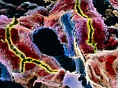 False-colour SEM of cell structure of liver lobule