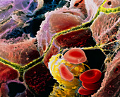 Coloured SEM of liver cells and bile canaliculi