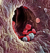 Liver capillary,SEM