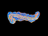 Computer graphic of a human pancreas