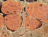 Pancreas cells,SEM