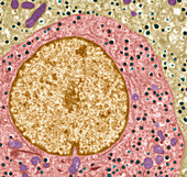 Pancreatic alpha cell,TEM