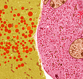 Pancreatic cells,TEM