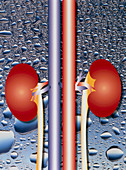 Computer graphic of kidneys (waterdrop background)