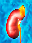 Artwork of the human kidney and adrenal gland