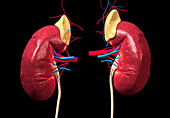 Kidneys and adrenal glands