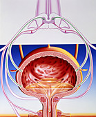 Artwork of a bladder and its reflex arc nerves