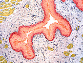 Urethra,light micrograph