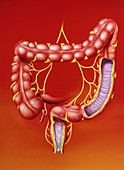 Artwork of the human large intestine (colon)