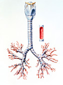 Artwork of trachea and bronchi of the human lungs