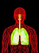 Computer graphic of wire-frame figure with lungs