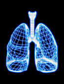 Computer artwork of healthy human lung outline