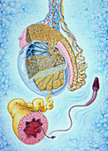 Illustration of dissected testicle & sperm