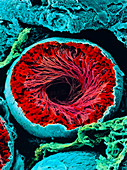 Colour SEM of seminiferous tubule of the testis
