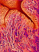 Fallopian tube blood vessels,SEM