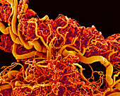 Blood vessels in a frog ovary,SEM