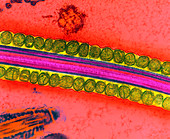 Coloured TEM of a section through human sperm tail