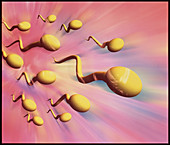 Computer artwork of swimming human sperm