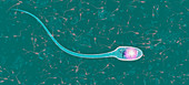 DNA within sperm