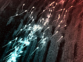 Sperm cells,computer artwork