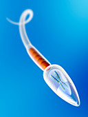 Sperm with chromosome,computer artwork
