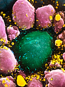 False-colour SEM of a primordial germ cell