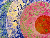 Coloured TEM of egg cell in the ovary