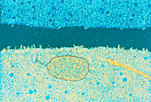 False-colour TEM of fertilisation of human oocyte